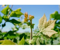 Platanus Acerifolia (Platan)
